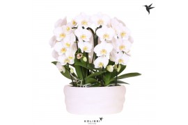 Phalaenopsis elegant cascade Kolibri Orchids Phalaenopsis Mono Bouquet