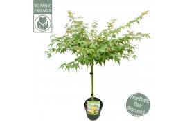 Acer palmatum little princess Acer palm. Little Princess40 cm cm stam
