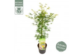 Acer palmatum emerald lace Acer palm. Emerald Lace