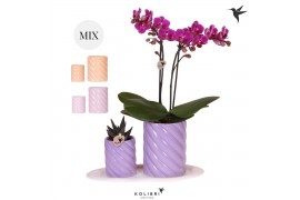 Phalaenopsis Kolibri Gift Set small Optimism high mix2 pp 2 tak/plnt 1