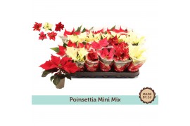 Euphorbia pul. mix Euph. Poinsettia Mini Mix in Sleeve1 bl.