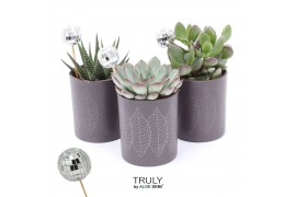 Succulenten TRULY Succulent, Brown glass Disco1 pp