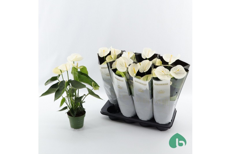 Anthurium andr. alpine Anthurium Royal White Big Flowers Alpine5 bl. 