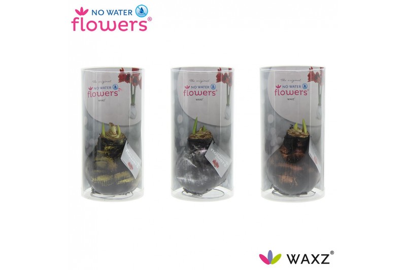 Hippeastrum gewaxt No Water Flowers® Antiquez Mix in Koker2 tak/plnt 