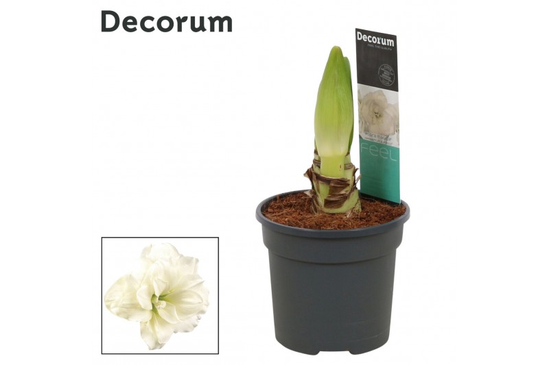 Hippeastrum alfresco Alfresco 2 Knop (Decorum) 