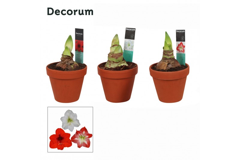 Hippeastrum Mix 2 Knop Terracotta Steen OP (Decorum) 