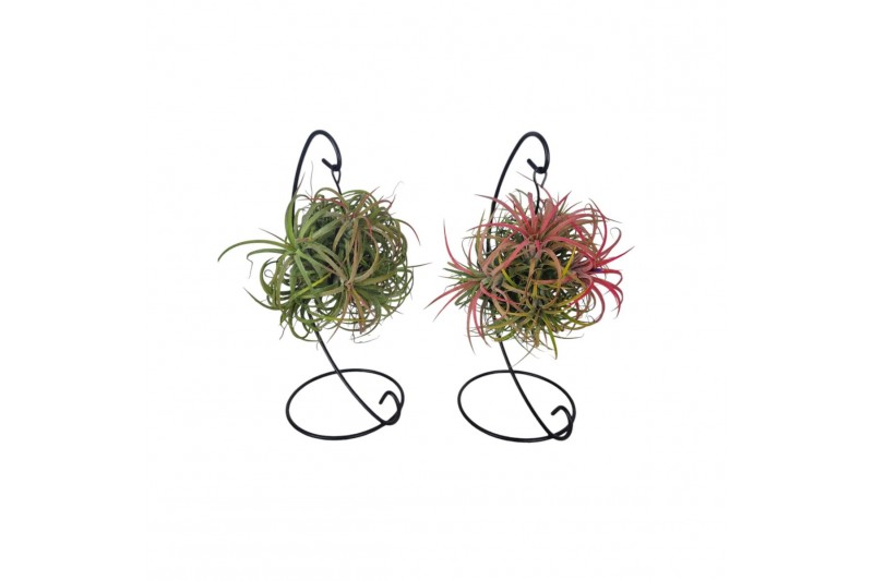Tillandsia arrangement Tillandsia ionantha clumb mix hanger medium1 pp 