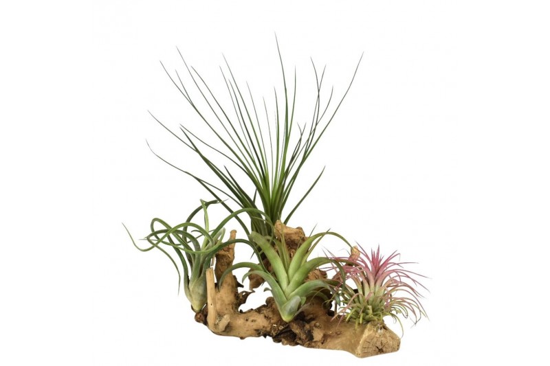 Tillandsia arrangement tillandsia hout large1 pp 4 bl. 