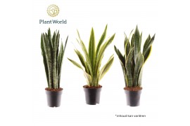 Sansevieria trifasciata Sansevieria mix
