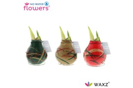 Hippeastrum gewaxt No Water Flowers Waxz® Art Munch2 tak/plnt