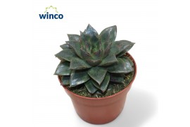 Echeveria Echeveria Purpurea1 bl.