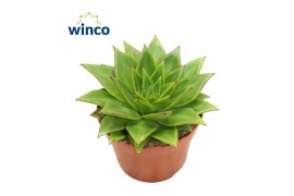 Echeveria Echeveria Lipstick1 bl.