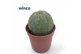 Euphorbia Euphorbia Obesa