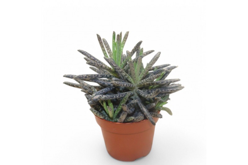 Kalanchoe Kalanchoe Tubifloraoverig pp 