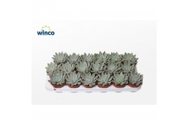Echeveria tolimensis Echeveria Tolimanensis Hybride (grey)overige bl.