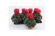 Cyclamen pers. midi super serie allure Cyclaam Midi Red22 cm diameter  