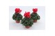 Cyclamen pers. midi super serie allure Cyclaam Midi Red22 cm diameter  