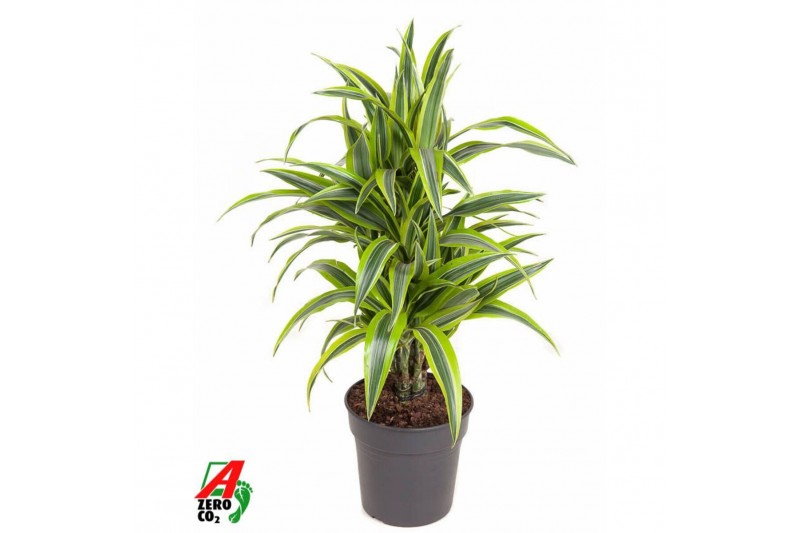 Dracaena fragr. der. lemon lime Dracaena Lemon Lime1 pp 
