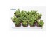 Crassula marnieriana Crassula Marneriana Mini1 pp 