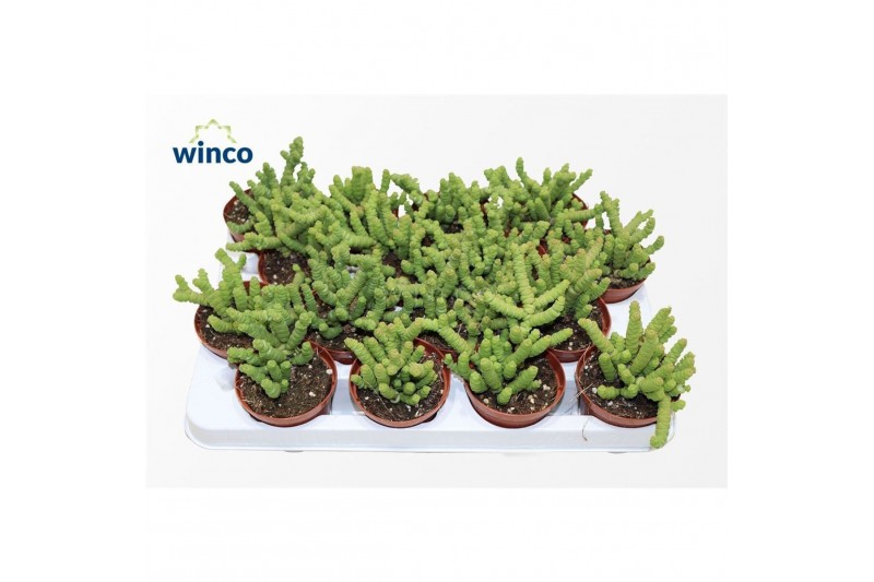 Crassula marnieriana Crassula Marneriana Mini1 pp 