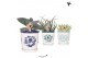 Succulenten mix Kolibri Greens Succulenten mix in Malaga pot blue mix1 