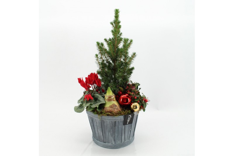 Arrangementen tuinplanten ODXM-2511 Xmas Outdoor 4 pp 