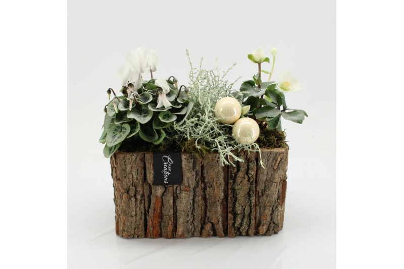 Arrangementen tuinplanten ODXM-2514 Xmas Outdoor 3 pp 