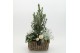 Arrangementen tuinplanten ODXM-2518 Xmas Outdoor 3 pp 