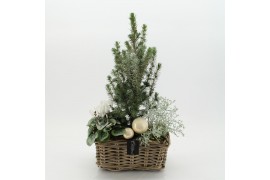 Arrangementen tuinplanten ODXM-2518 Xmas Outdoor 3 pp