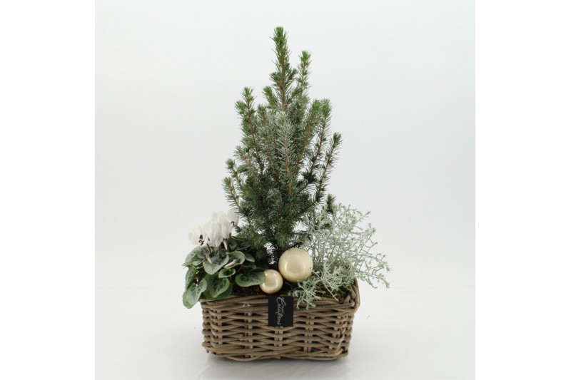 Arrangementen tuinplanten ODXM-2518 Xmas Outdoor 3 pp 