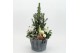 Arrangementen tuinplanten ODXM-2523 Xmas Outdoor 4 pp 