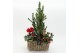 Arrangementen tuinplanten ODXM-2529 Xmas Outdoor 3 pp 