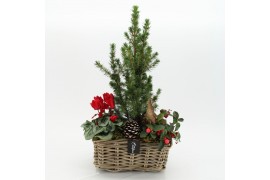 Arrangementen tuinplanten ODXM-2529 Xmas Outdoor 3 pp
