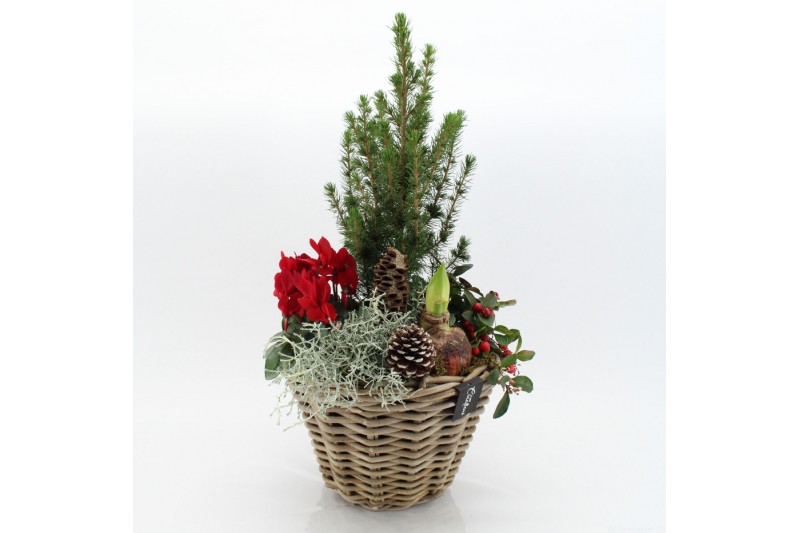 Arrangementen tuinplanten ODXM-2531 Xmas Outdoor 5 pp 