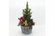 Arrangementen tuinplanten ODXM-2534 Xmas Outdoor 4 pp 