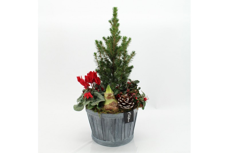 Arrangementen tuinplanten ODXM-2534 Xmas Outdoor 4 pp 