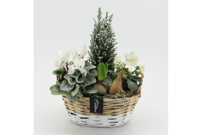 Arrangementen tuinplanten ODXM-2539 Xmas Outdoor 4 pp 