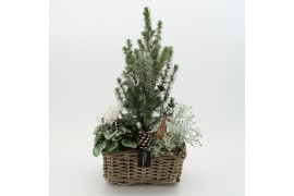 Arrangementen tuinplanten ODXM-2541 Xmas Outdoor 3 pp