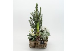 Arrangementen tuinplanten ODXM-2542 Xmas Outdoor 5 pp