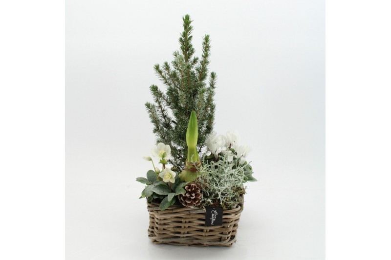 Arrangementen tuinplanten ODXM-2542 Xmas Outdoor 5 pp 