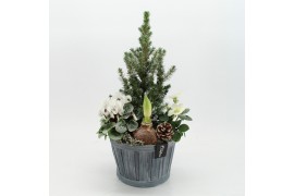 Arrangementen tuinplanten ODXM-2546 Xmas Outdoor 4 pp