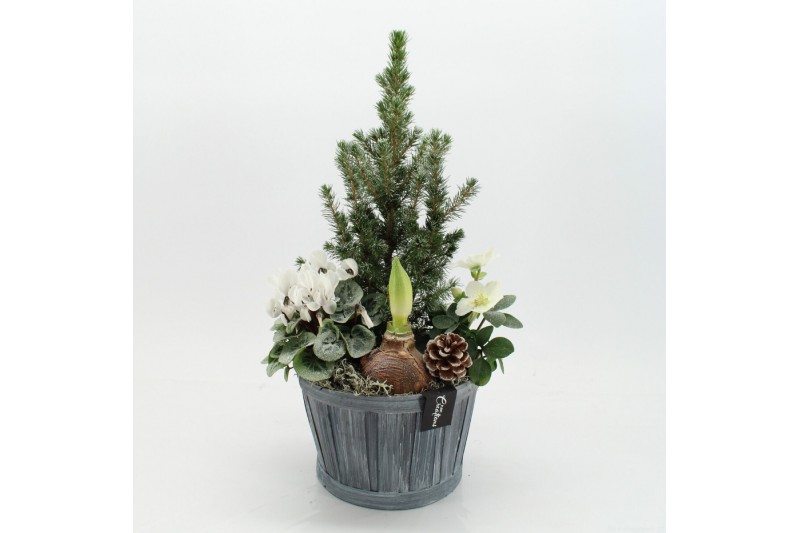 Arrangementen tuinplanten ODXM-2546 Xmas Outdoor 4 pp 