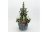Arrangementen tuinplanten ODXM-2546 Xmas Outdoor 4 pp