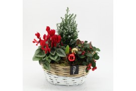 Arrangementen tuinplanten ODXM-2504 Xmas Outdoor 4 pp