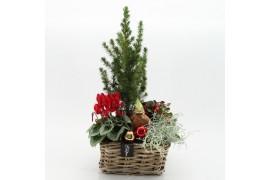 Arrangementen tuinplanten ODXM-2507 Xmas Outdoor 5 pp