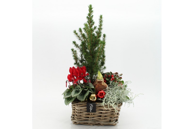Arrangementen tuinplanten ODXM-2507 Xmas Outdoor 5 pp 