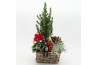 Arrangementen tuinplanten ODXM-2507 Xmas Outdoor 5 pp