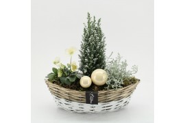 Arrangementen tuinplanten ODXM-2515 Xmas Outdoor 3 pp