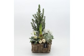 Arrangementen tuinplanten ODXM-2519 Xmas Outdoor 5 pp