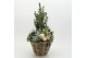 Arrangementen tuinplanten ODXM-2520 Xmas Outdoor 5 pp 